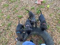 Mixed Puppies for sale in Monticello, Florida. price: $75