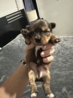 Mixed Puppies for sale in Miami, Florida. price: $1,299