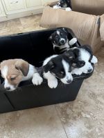 Mixed Puppies for sale in Montague, California. price: $1,200