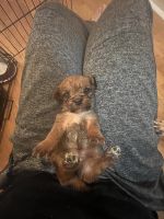 Mixed Puppies for sale in Chatsworth, Georgia. price: $500
