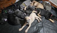 Mixed Puppies for sale in Kenosha, Wisconsin. price: $900