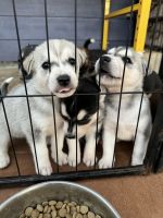 Mixed Puppies for sale in Aiea, Hawaii. price: NA