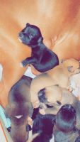 Mixed Puppies for sale in Delaware, Ohio. price: $375