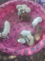 Mixed Puppies for sale in Wagram, NC 28396, USA. price: NA