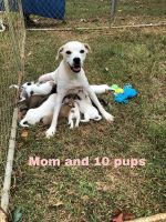 Mixed Puppies for sale in Homer, GA, USA. price: NA