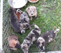 Mixed Puppies for sale in Hazel Park, MI 48030, USA. price: NA