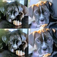 Mixed Puppies for sale in Barnegat Township, NJ, USA. price: NA