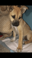Mixed Puppies for sale in Lake Elsinore, CA 92530, USA. price: NA