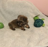 Mixed Puppies for sale in Benson, NC 27504, USA. price: NA