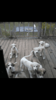 Mixed Puppies for sale in Albertville, AL, USA. price: NA