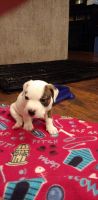 Mixed Puppies for sale in 17221 N 51st Dr, Glendale, AZ 85308, USA. price: NA