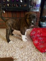 Mixed Puppies for sale in 260 E 800 S, Layton, UT 84041, USA. price: NA