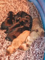 Mixed Puppies for sale in Owatonna, MN 55060, USA. price: NA