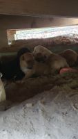 Mixed Puppies for sale in Pelham, AL, USA. price: NA