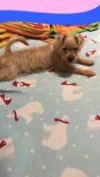 Mixed Puppies for sale in 9030 N Newman Ave, Portland, OR 97203, USA. price: NA