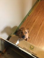 Mixed Puppies for sale in Hilldale, PA 18705, USA. price: NA