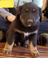 Mixed Puppies for sale in Eatonville, WA 98328, USA. price: NA
