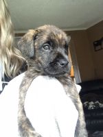 Mixed Puppies for sale in Buffalo, NY, USA. price: NA