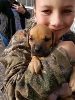 Mixed Puppies for sale in Palmyra, MI 49268, USA. price: NA