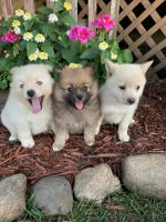 Mixed Puppies for sale in Fairbank, IA 50629, USA. price: NA