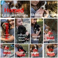 Mixed Puppies for sale in Charlottesville, VA 22911, USA. price: NA