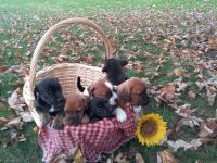 Mixed Puppies for sale in Lititz, PA 17543, USA. price: NA