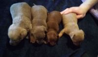 Mixed Puppies for sale in Holly, MI 48442, USA. price: NA