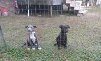 Mixed Puppies for sale in Pensacola, FL, USA. price: NA