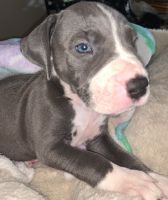 Mixed Puppies for sale in Philadelphia, PA 19140, USA. price: NA