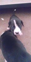 Mixed Puppies for sale in Watertown, NY 13601, USA. price: NA