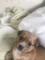 Mixed Puppies for sale in Fort Worth, TX, USA. price: NA