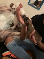 Mixed Puppies for sale in Henrico, VA 23294, USA. price: NA