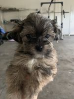 Mixed Puppies for sale in Victorville, CA, USA. price: NA
