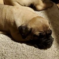Mixed Puppies for sale in Manteca, CA 95336, USA. price: NA