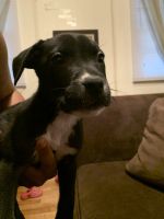 Mixed Puppies for sale in E FAYETTEVLLE, NC 28301, USA. price: NA