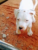 Mixed Puppies for sale in Harrah, OK, USA. price: NA