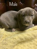 Mixed Puppies for sale in Cumming, GA, USA. price: NA