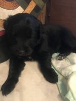 Mixed Puppies for sale in Oakridge, OR, USA. price: NA