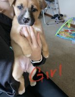 Mixed Puppies for sale in South Zanesville, OH 43701, USA. price: NA