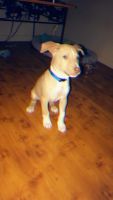 Mixed Puppies for sale in Lexington, TN 38351, USA. price: NA