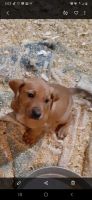Mixed Puppies for sale in Holden, MO 64040, USA. price: NA