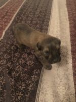 Mixed Puppies for sale in Bushkill, PA 18302, USA. price: NA