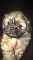 Mixed Puppies for sale in Kent, MN, USA. price: NA