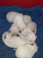 Mixed Puppies for sale in 2463 E Oak St, Stockton, CA 95205, USA. price: NA
