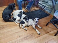 Mixed Puppies for sale in Castle Rock, WA 98611, USA. price: NA