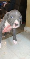 Mixed Puppies for sale in Adairsville, GA 30103, USA. price: NA