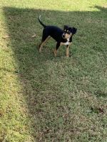 Mixed Puppies for sale in Charlotte, NC, USA. price: NA