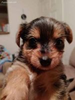 Mixed Puppies for sale in Wichita, KS, USA. price: NA