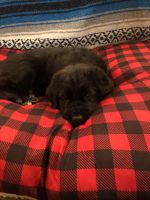 Mixed Puppies for sale in Spokane, WA, USA. price: NA