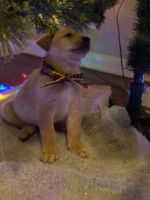 Mixed Puppies for sale in Aurora, CO 80013, USA. price: NA